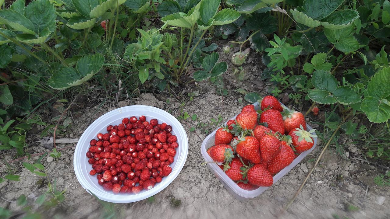 Azienda Agrituristica Colle San Giorgio 카스티글리오네 메세르 라이몬도 외부 사진