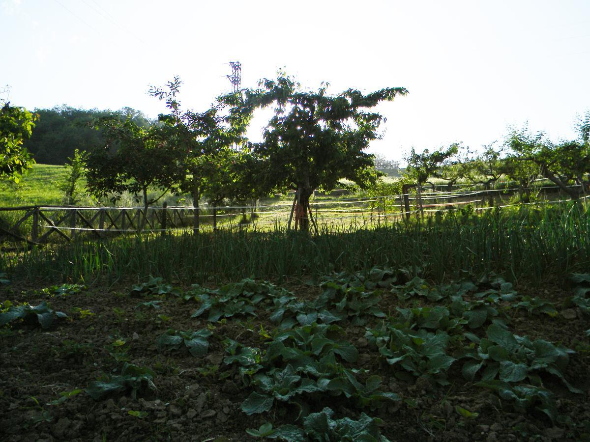 Azienda Agrituristica Colle San Giorgio 카스티글리오네 메세르 라이몬도 외부 사진